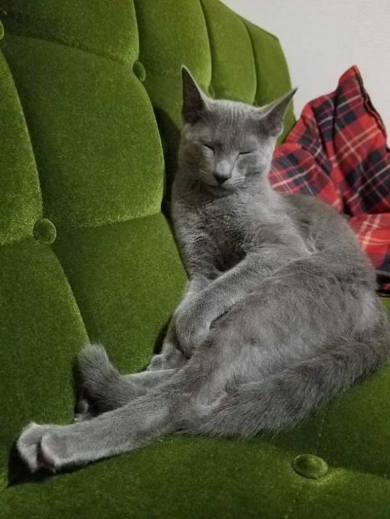 敏腕 凄腕 トレーダー 猫 子猫 成長