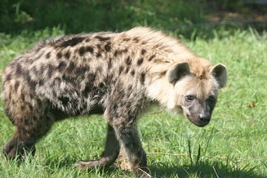 秋吉台サファリランド