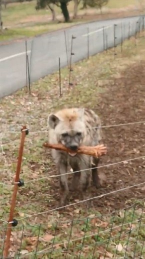 秋吉台サファリランド