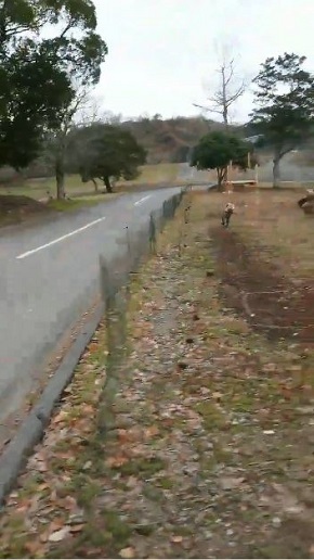 秋吉台サファリランド