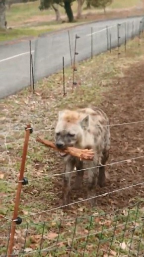 秋吉台サファリランド