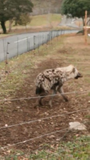 秋吉台サファリランド