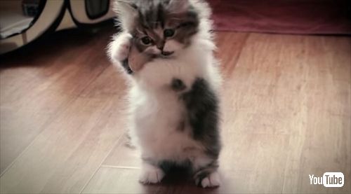 マンチカンの成長日記