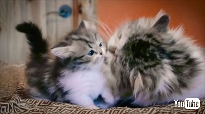 マンチカンの成長日記