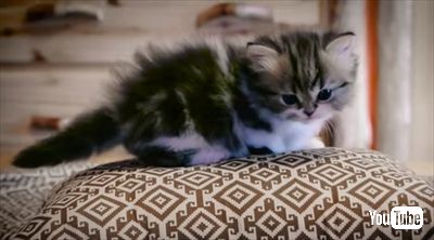 マンチカンの成長日記