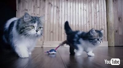 マンチカンの成長日記