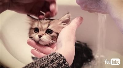 マンチカンの成長日記