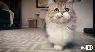 マンチカンの成長日記