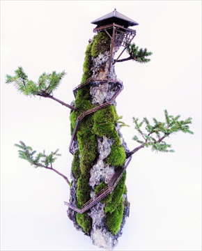 CLIFF BONSAI