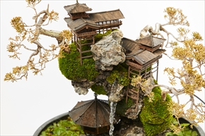 CLIFF BONSAI
