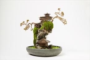 CLIFF BONSAI