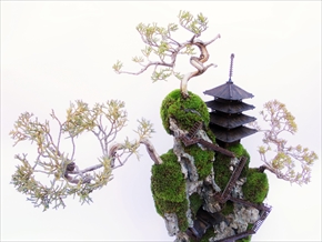 CLIFF BONSAI