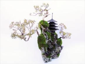CLIFF BONSAI