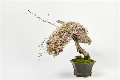 ART BONSAI