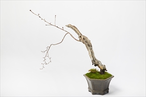 ART BONSAI