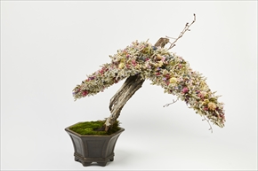 ART BONSAI
