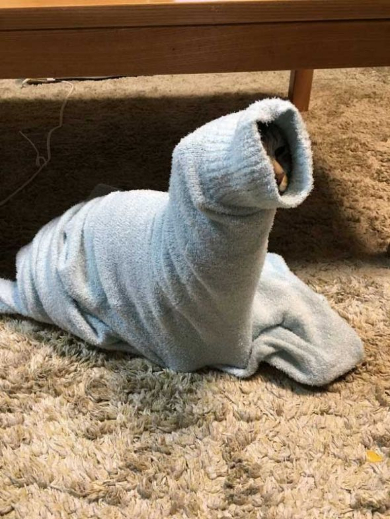 寝巻き むくり 猫 ココニャ