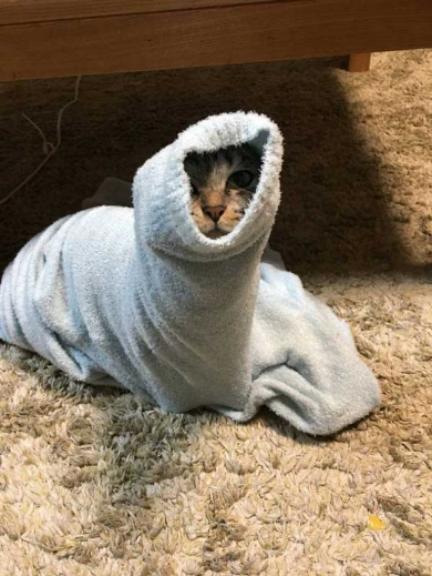寝巻き むくり 猫 ココニャ