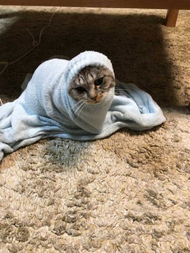 寝巻き むくり 猫 ココニャ