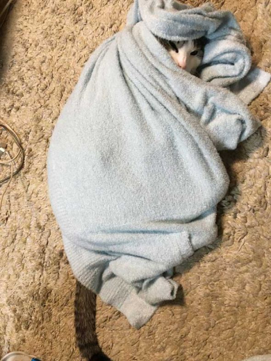 寝巻き むくり 猫 ココニャ