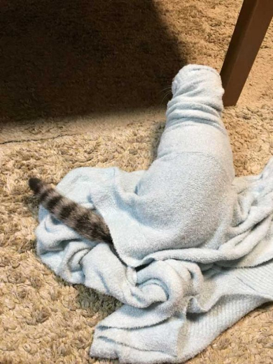 寝巻き むくり 猫 ココニャ