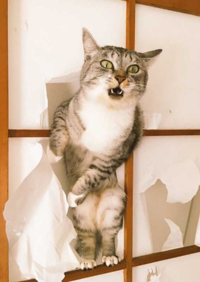 寝巻き むくり 猫 ココニャ