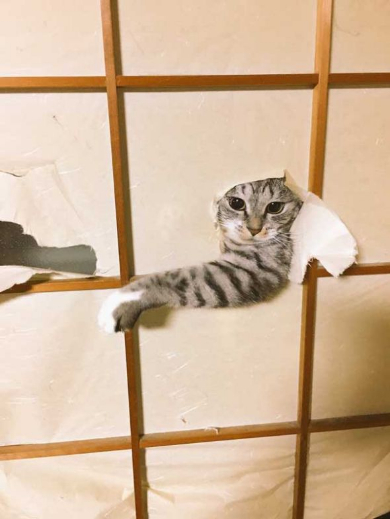 寝巻き むくり 猫 ココニャ