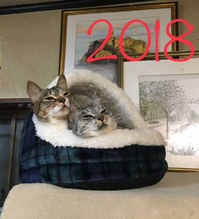 寝巻き むくり 猫 ココニャ