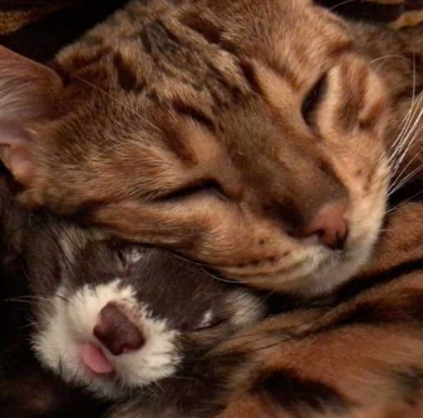 猫 フェレット 仲良し Instagram