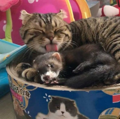猫 フェレット 仲良し Instagram