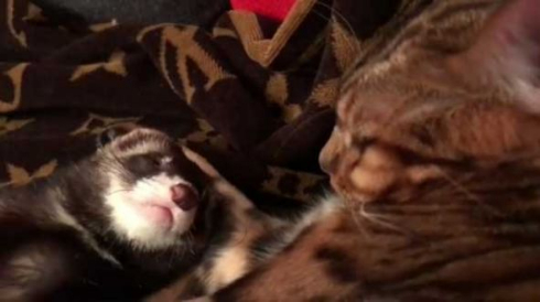 猫 フェレット 仲良し Instagram