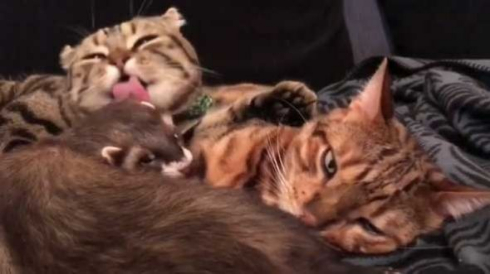 猫 フェレット 仲良し Instagram