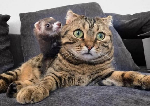 猫 フェレット 仲良し Instagram