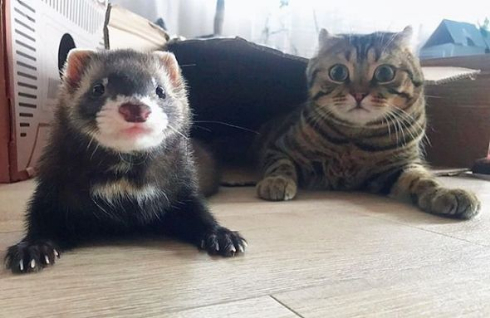 猫 フェレット 仲良し Instagram
