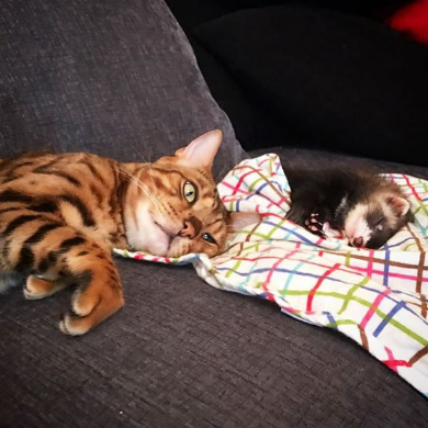 猫 フェレット 仲良し Instagram