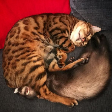 猫 フェレット 仲良し Instagram