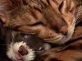 寄り添う寝顔がかわいすぎる……！　べったりな仲良し猫ちゃんズとフェレットの日常に癒される