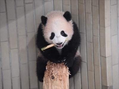 上野動物園シャンシャン
