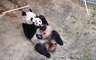 上野動物園シャンシャン