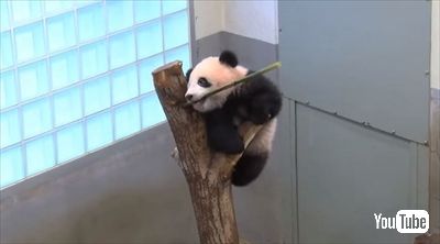 上野動物園シャンシャン