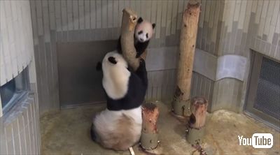 上野動物園シャンシャン
