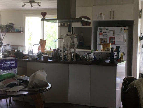 キッチンにヤギ