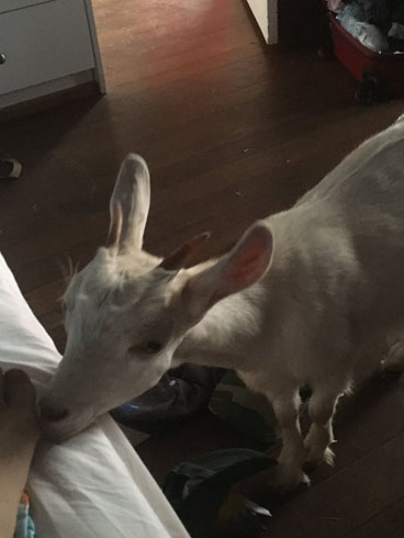 キッチンにヤギ