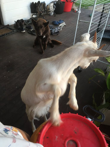 キッチンにヤギ