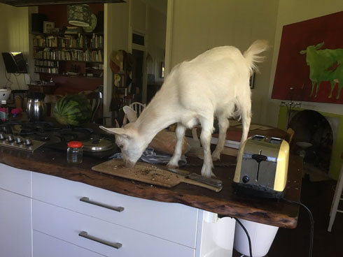 キッチンにヤギ