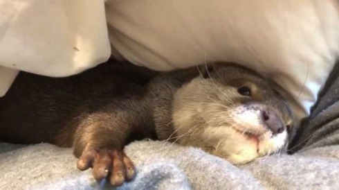 カワウソ さくら 布団 寝るまで 添い寝