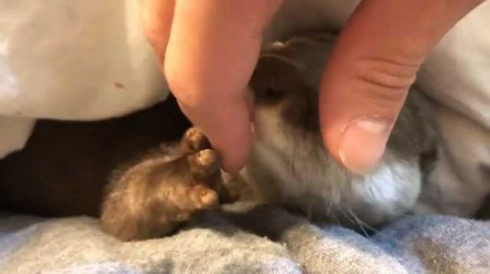 カワウソ さくら 布団 寝るまで 添い寝