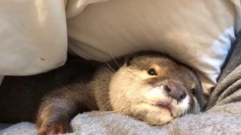 カワウソ さくら 布団 寝るまで 添い寝