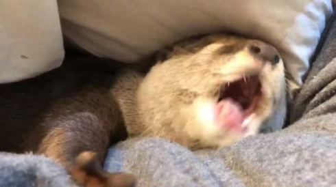 カワウソ さくら 布団 寝るまで 添い寝