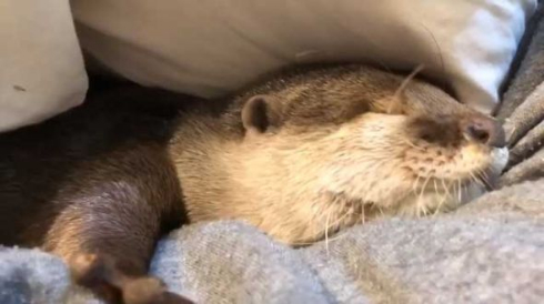 カワウソ さくら 布団 寝るまで 添い寝